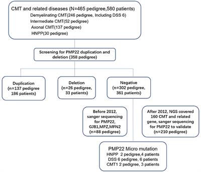 Clinical and Genetic Diversity of PMP22 Mutations in a Large Cohort of Chinese Patients With Charcot-Marie-Tooth Disease